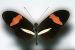 Butterfly, OECV02P14_11