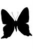 Metalmark Butterfly Silhouette, (Ancyluris formosissimo), Riodinidae, Riodininae, Peru, logo, shape, OECV03P01_07M