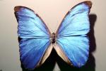 Butterfly, Iridescence, Iridescent, Wings, OECV03P01_11