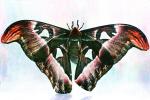 Atlas Moth, OECV03P02_05