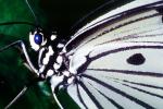 Butterfly, OECV03P03_11