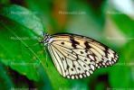 Butterfly, OECV03P03_12.0357