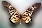 Yellowtail Butterfly, (Papilio antimachus), OECV03P04_02
