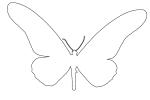 Yellowtail Butterfly, (Papilio antimachus) outline, line drawing, shape, OECV03P04_02O