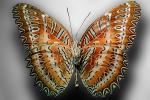 Butterfly, OECV03P04_08
