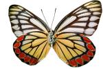 Butterfly, photo-object, object, cut-out, cutout, OECV03P04_09F