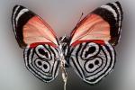 Butterfly, OECV03P04_13