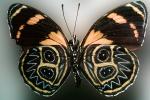 Butterfly, OECV03P04_19