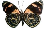 Butterfly, photo-object, object, cut-out, cutout, OECV03P04_19F