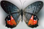Butterfly, OECV03P05_01