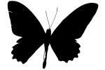 Butterfly, Wings, OECV03P05_02M