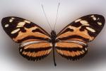 Butterfly, Brassolidae, OECV03P05_03