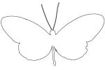 Butterfly outline, line drawing, shape, OECV03P05_03O