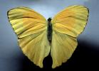Butterfly, OECV03P05_04