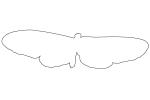 Butterfly outline, line drawing, shape, OECV03P05_05O