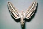 White Lined Sphinx moth, (Hyles lineata), Sphingidae, OECV03P05_09