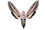 White Lined Sphinx moth, (Hyles lineata), Sphingidae, OECV03P05_09F