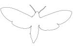Tobacco Hornworm Moth outline, line drawing, shape, OECV03P06_02O