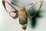 California Clearwing Sphinx Moth, (Hemaris diffinis), Sphingidae, OECV03P06_04