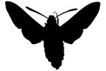 California Clearwing Sphinx Moth silhouette, logo, shape, (Hemaris diffinis), Sphingidae, OECV03P06_04M