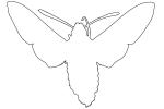 California Clearwing Sphinx Moth Outline, line drawing, shape, (Hemaris diffinis), Sphingidae, OECV03P06_04O