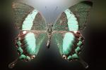 Butterfly, OECV03P06_05