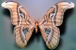Atlas Moth, (Attacus atlas), Saturniidae, OECV03P06_06