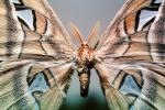 Atlas Moth, (Attacus atlas), Saturniidae, OECV03P06_08