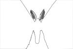 Atlas Moth outline, line drawing, shape, Atlas Moth, (Attacus atlas), Saturniidae, OECV03P06_08O