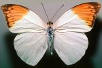 Orange-tip Butterfly, (Anthocharis cardamines), Pieridae, Pierinae, Philippines, Rhopalocera, Rhopalocera, OECV03P06_13