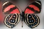 Butterfly, OECV03P07_02