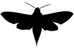 Levant hawk moth, (Theretra alecto), Sphingidae Silhouette, logo, shape, OECV03P07_06M