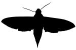 Levant hawk moth, (Theretra alecto), Sphingidae silhouette, logo, shape, OECV03P07_07M