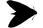 Moth silhouette, logo, shape, OECV03P07_08M