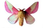 Rosy Maple Moth photo-object, object, cut-out, cutout, OECV03P07_14F