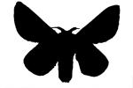 Rosy Maple Moth silhouette, shape, logo, OECV03P07_14M