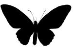 Butterfly silhouette, logo, shape, OECV03P07_18M