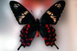 Butterfly, OECV03P08_02