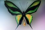 Paradise Birdwing Butterfly, (Ornithoptera paradisea), Papilionidae, Troidini, Iridescent, OECV03P08_03