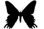 Madagascan sunset moth silhouette, logo, shape, (Chrysiridia ripheus), Uraniidae, OECV03P08_06M