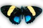 Butterfly, OECV03P08_07