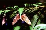 Butterfly, OECV03P12_11