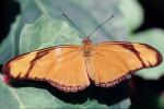 Butterfly, OECV03P13_19