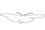 Butterfly outline, line drawing, OECV03P14_05O