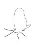 Butterfly outline, line drawing, shape, OECV03P15_12O