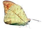 Butterfly, leaf camouflage, photo-object, object, cut-out, cutout, Biomimicry, OECV04P01_06F