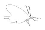 Butterfly outline, line drawing, shape, OECV04P02_11O