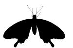 Butterfly silhouette, logo, shape, OECV04P02_12M