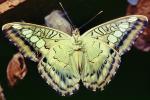 Butterfly, OECV04P02_13