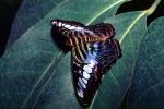 Butterfly, OECV04P03_02